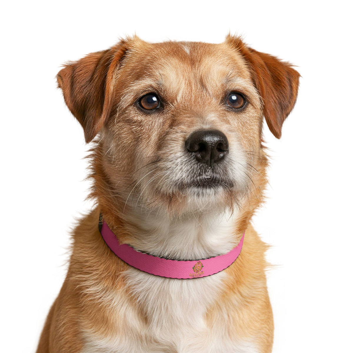 Pink Clip-On Pet Collar — Cute Pawprint Dog Collar for Small Dogs & Puppies