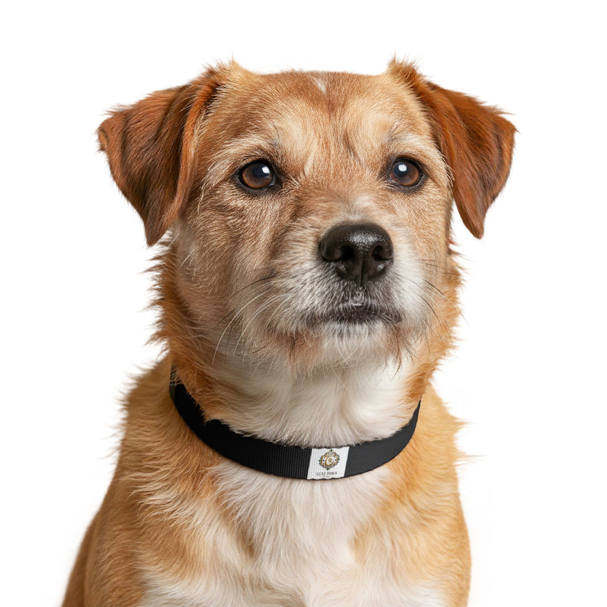 Clip-on Pet Collar — Durable Black Nylon Dog Collar with Quick-Release Buckle