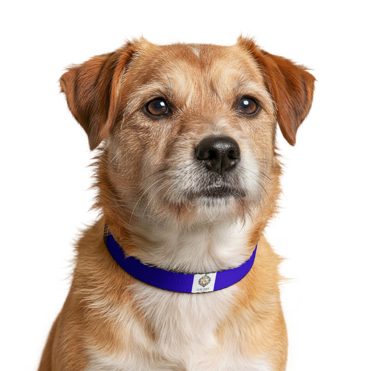 Royal Blue Clip-On Pet Collar — Simple Adjustable Dog Collar with Metal D-Ring