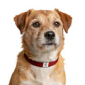 Red Clip-On Pet Collar — Durable Adjustable Dog & Cat Collar