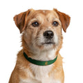 Green Clip-On Pet Collar with Gold Emblem — Durable Nylon Dog Collar